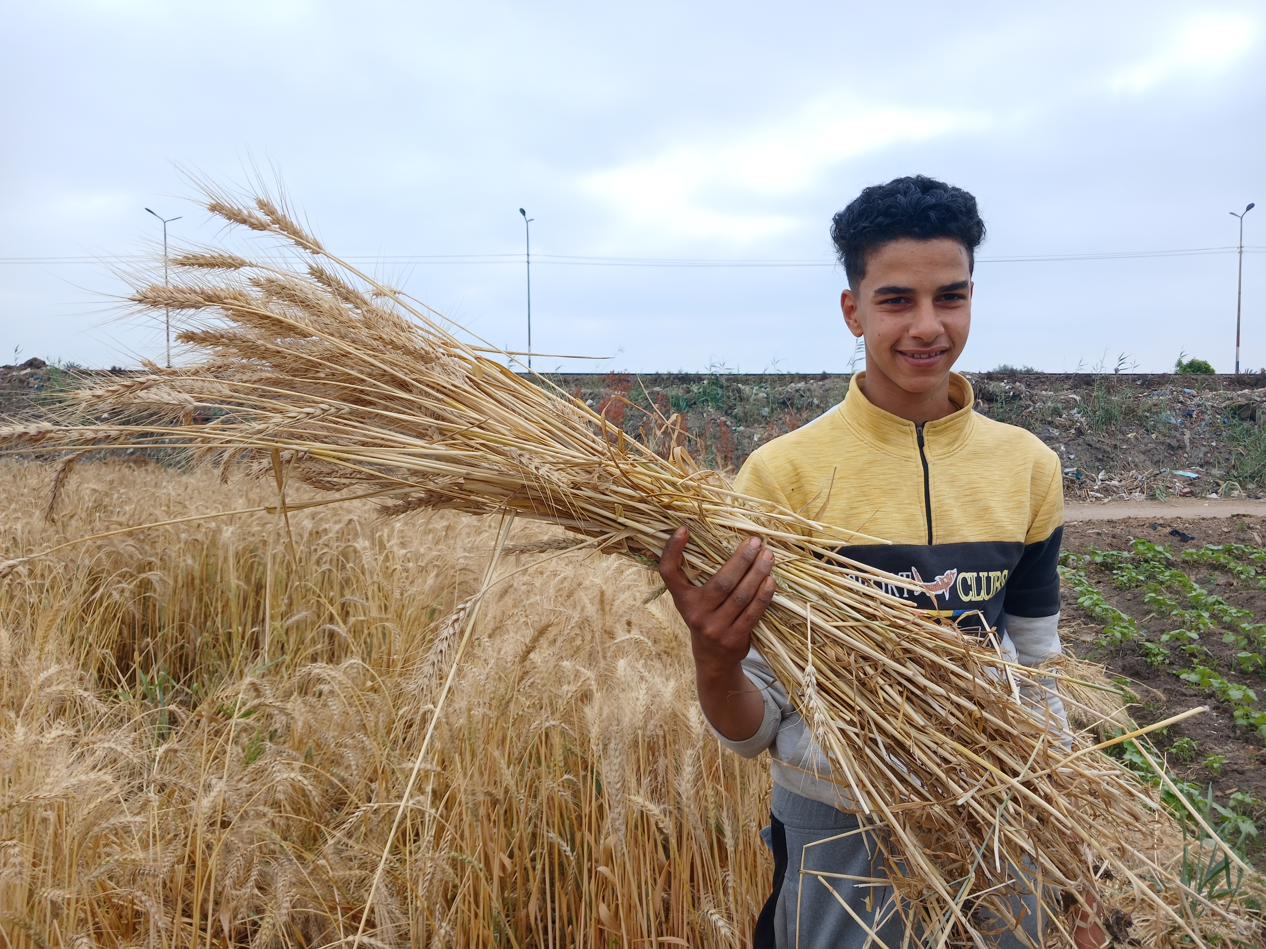 رسميا انطلاق حصاد القمح