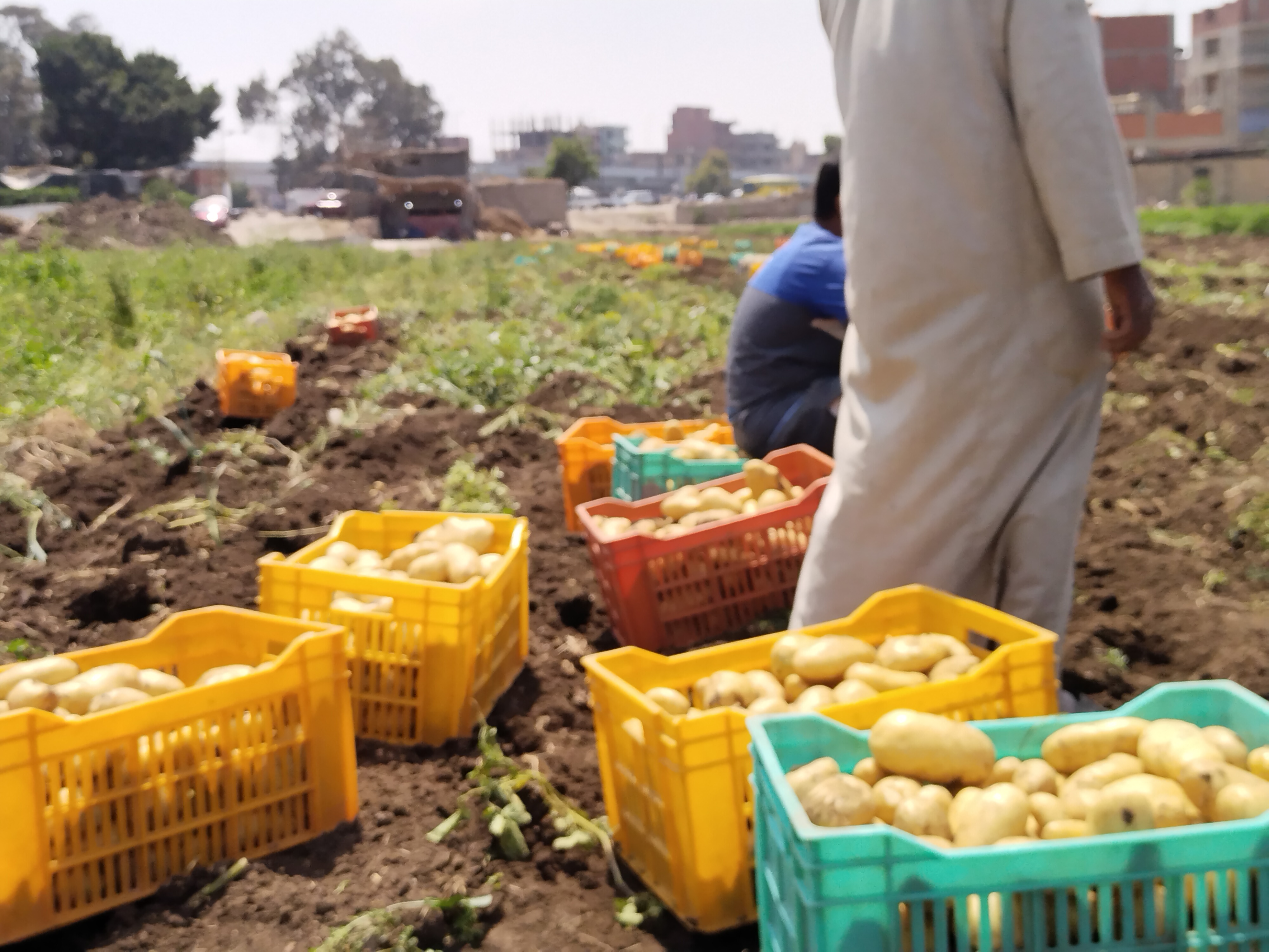 حصاد محصول البطاطس بمزارع القليوبية (8)