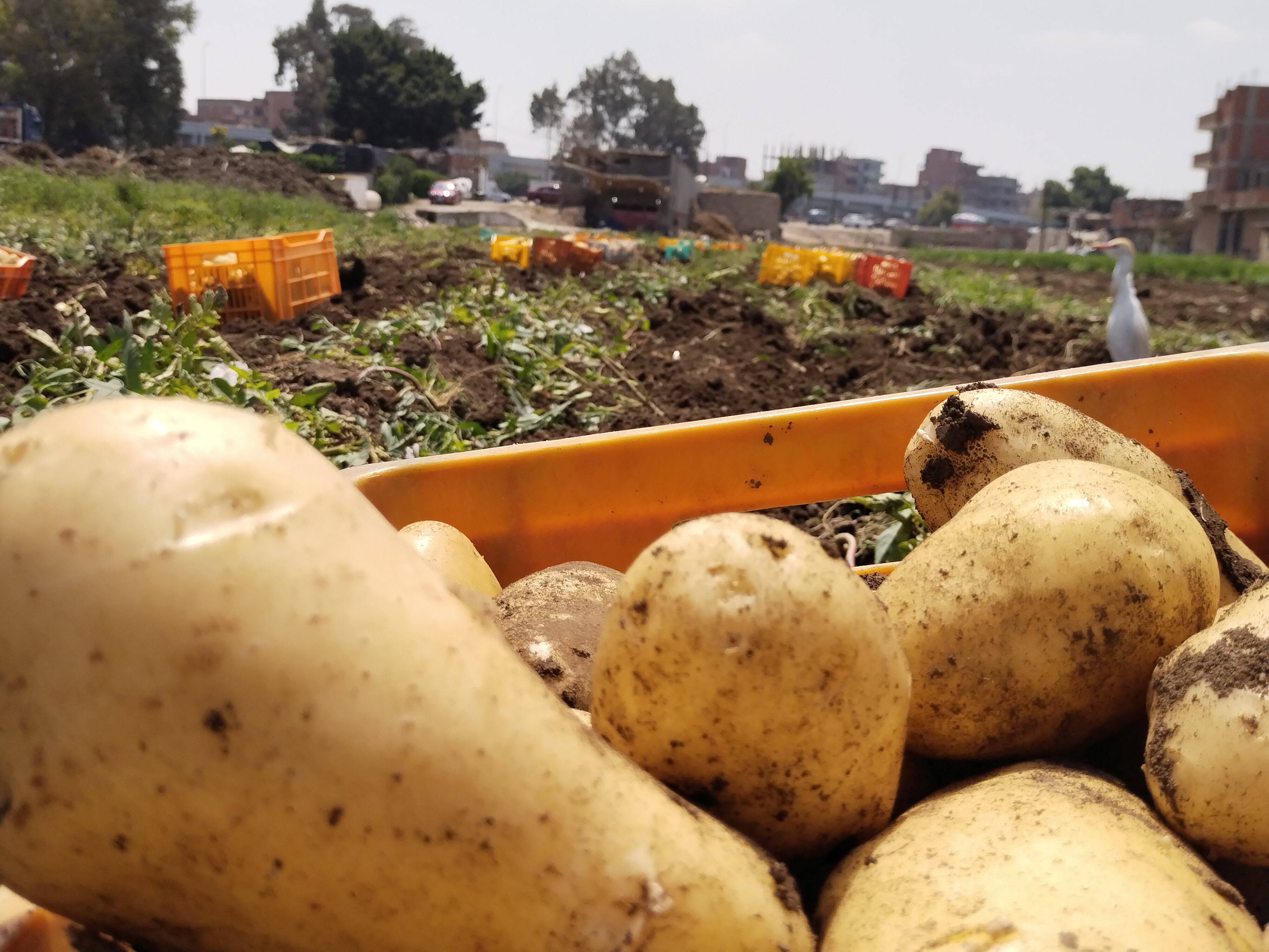 حصاد محصول البطاطس بمزارع القليوبية (2)