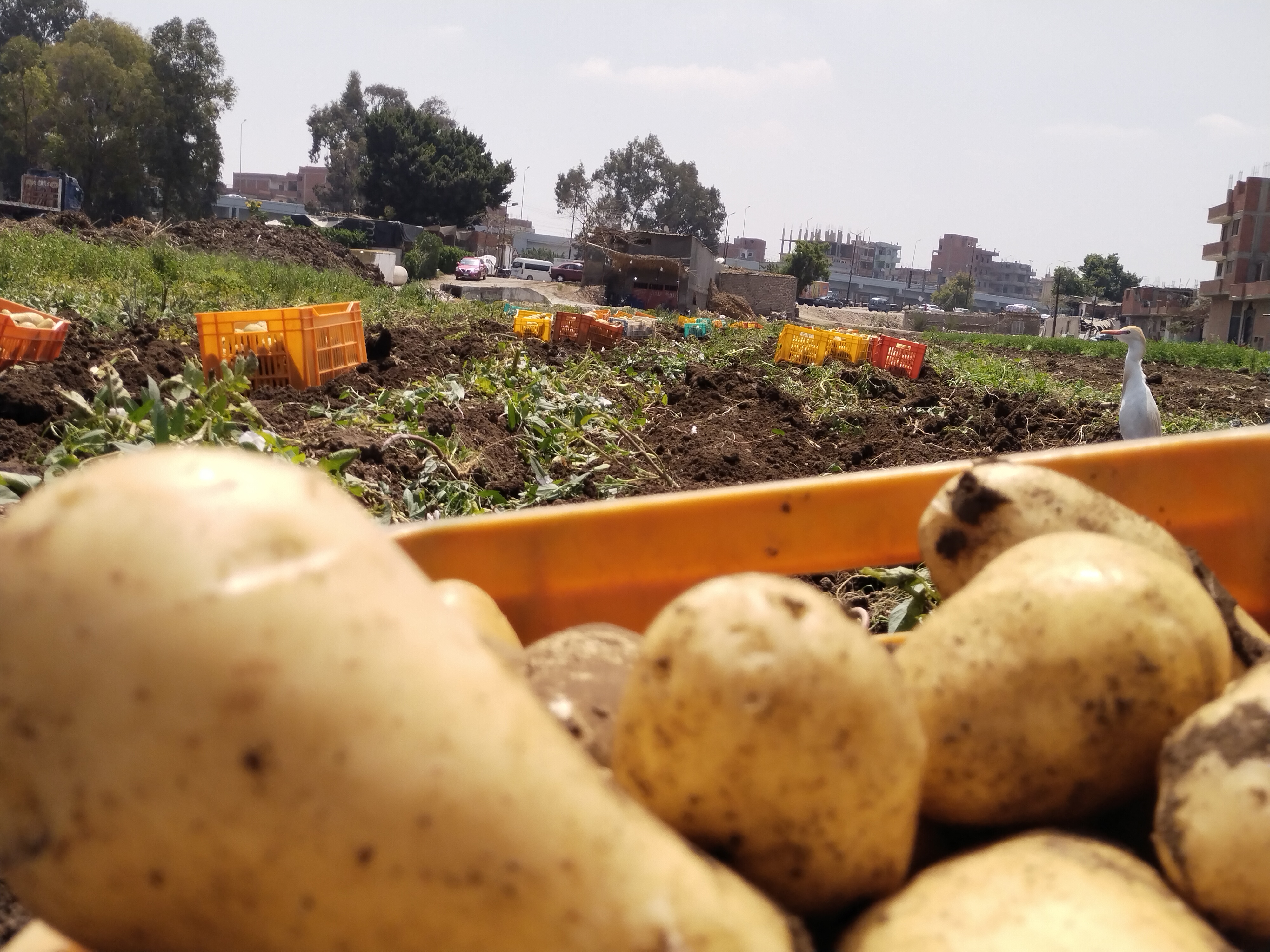 حصاد محصول البطاطس بمزارع القليوبية (4)