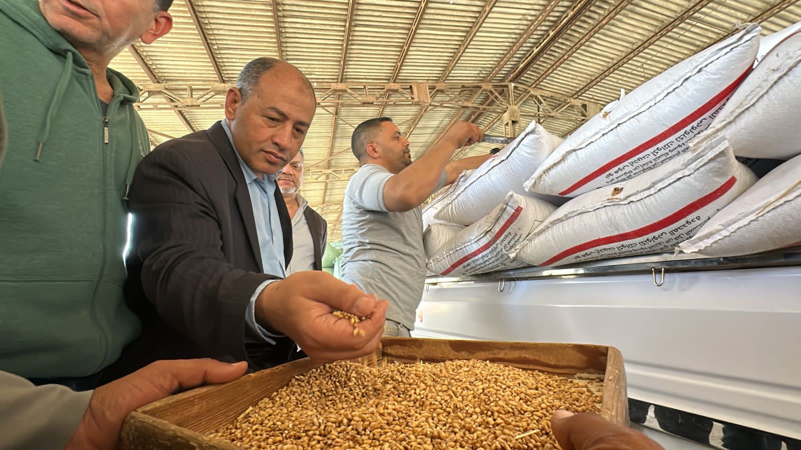 القمح بمحافظة بورسعيد