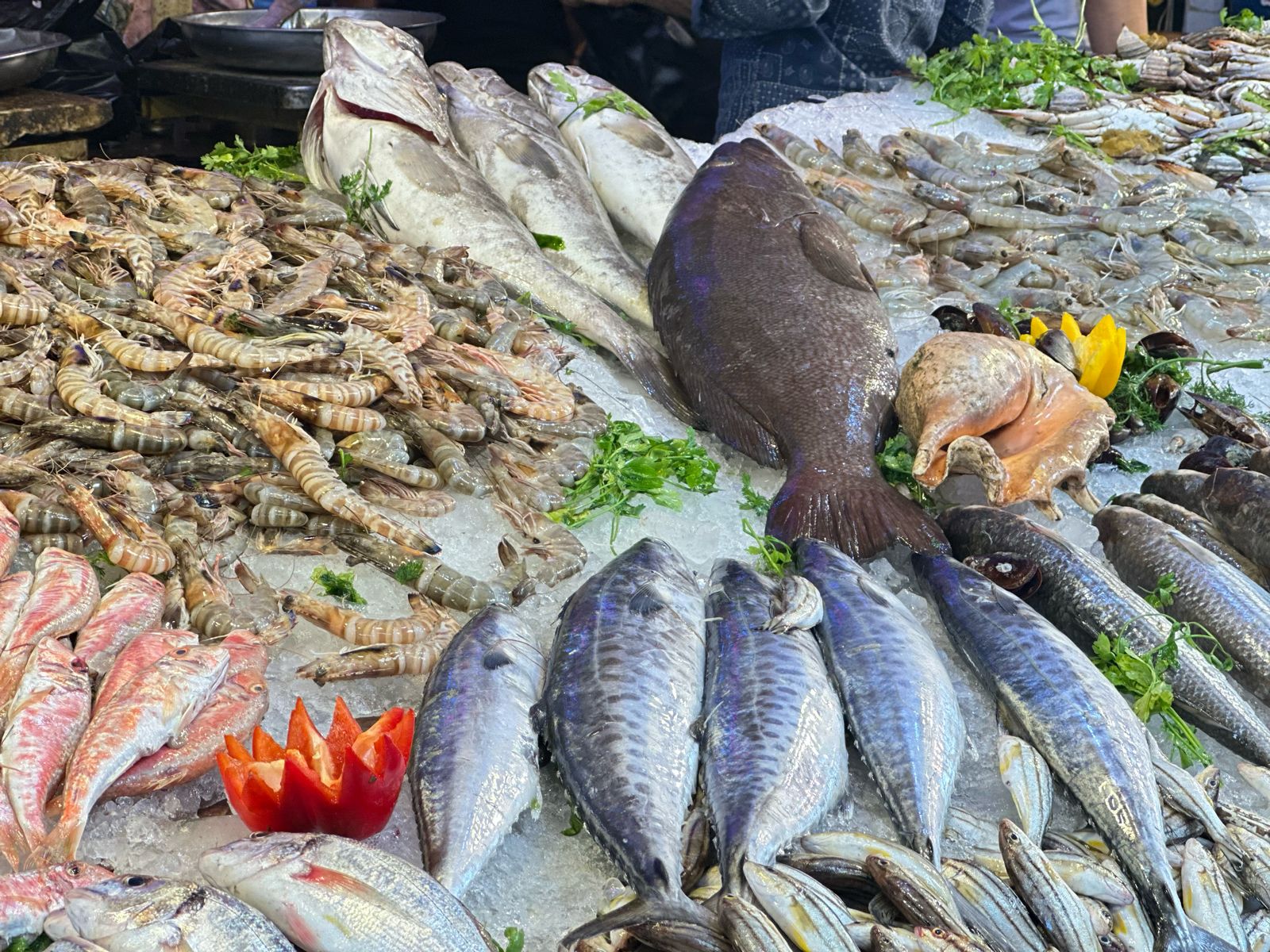 السمك في بورسعيد