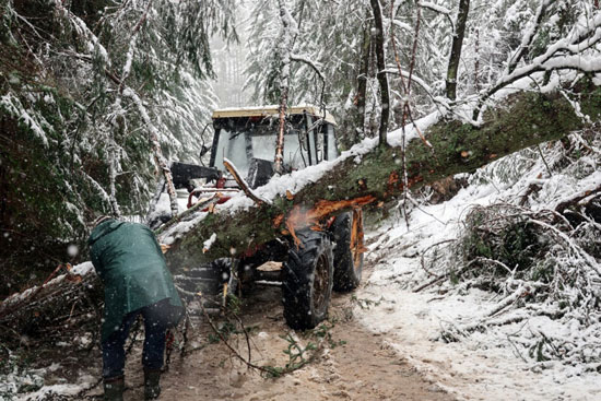 عمال يزيلون الأشجار التي سقطت خلال عاصفة رياح