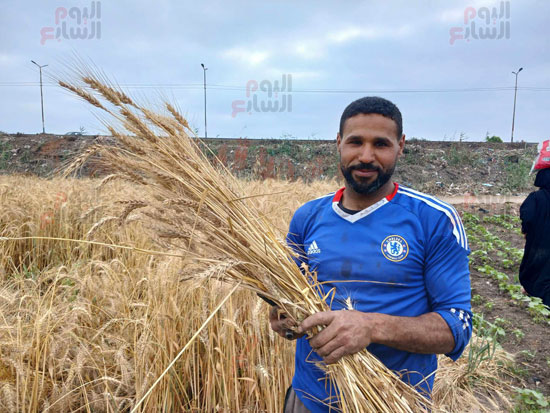 مزارع-اثناء-حصاد-القمح