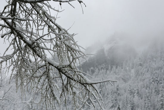 شجرة مغطاة بالثلوج