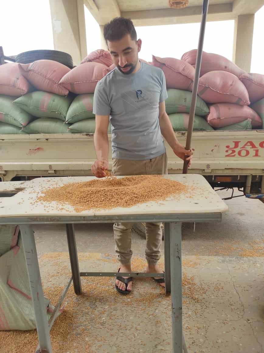 صوامع المنيا تستقبل 5532 طناً من محصول القمح (4)