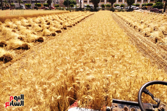 موسم-حصاد-سنابل-الذهب-بالقليوبية-(24)