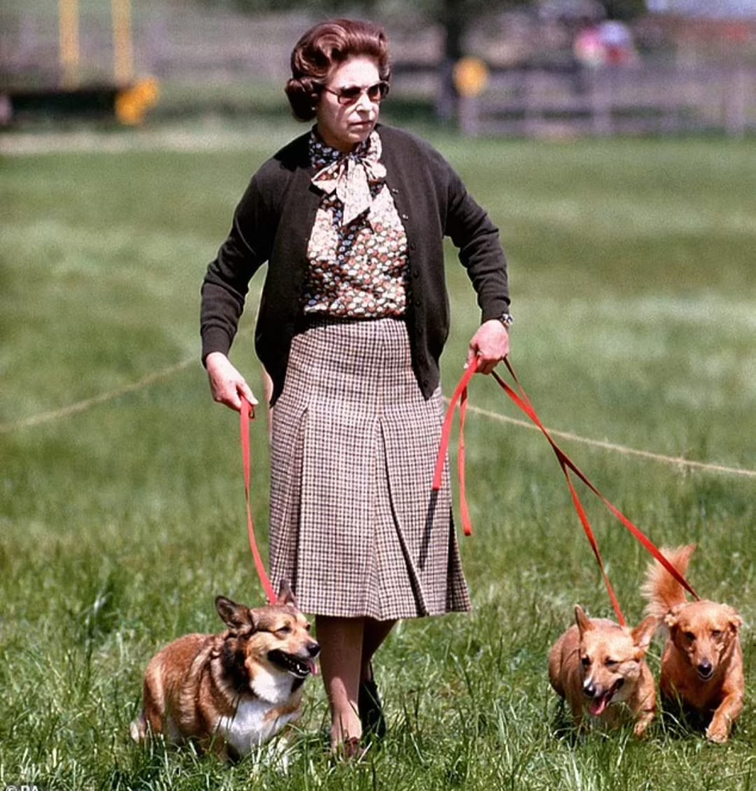 الملكة الراحلة اليزابيث مع كلابها