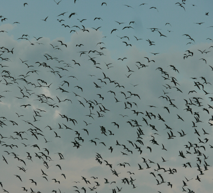 الطيور المهاجرة فى سماء المحمية سيناء