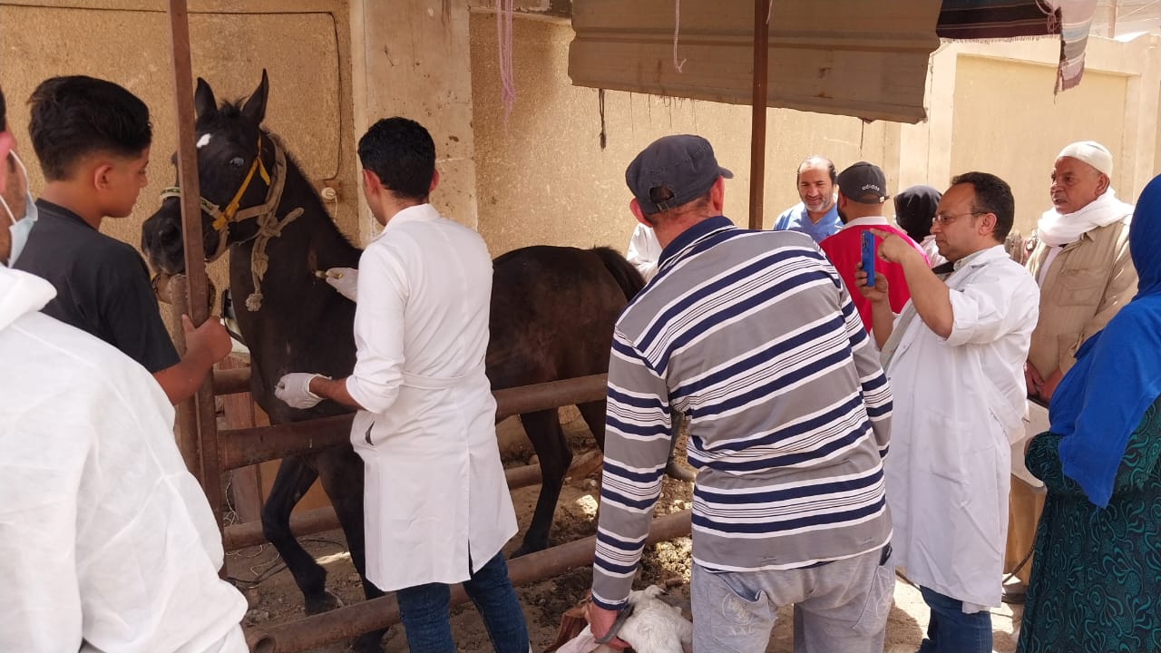 قافلة بيطرية مجانية لدعم المربين بقرية ناهيا في الجيزة (3)