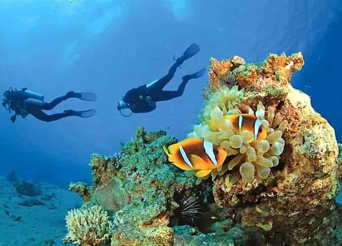 الشعاب المرجانية بمواقع الغوص 