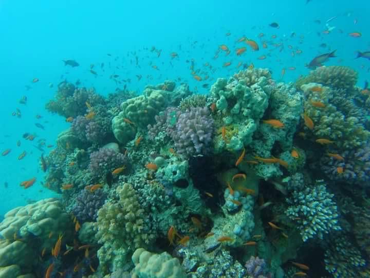 الشعاب المرجانية بالبحر الأحمر 