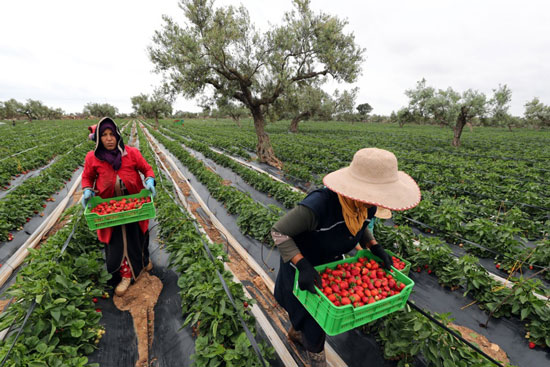 موسم حصاد الفراولة فى ولاية نابل التونسية