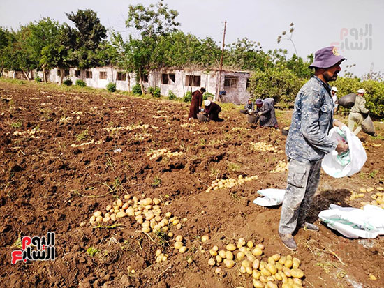 حصاد-البطاطس-فى-القليوبية-(28)