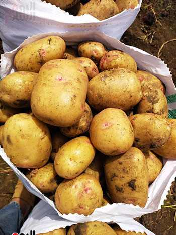 حصاد-البطاطس-فى-القليوبية-(1)