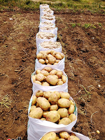 حصاد-البطاطس-فى-القليوبية-(3)