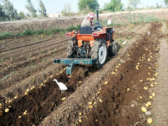 حصاد محصول البطاطس فى المنوفية (1)