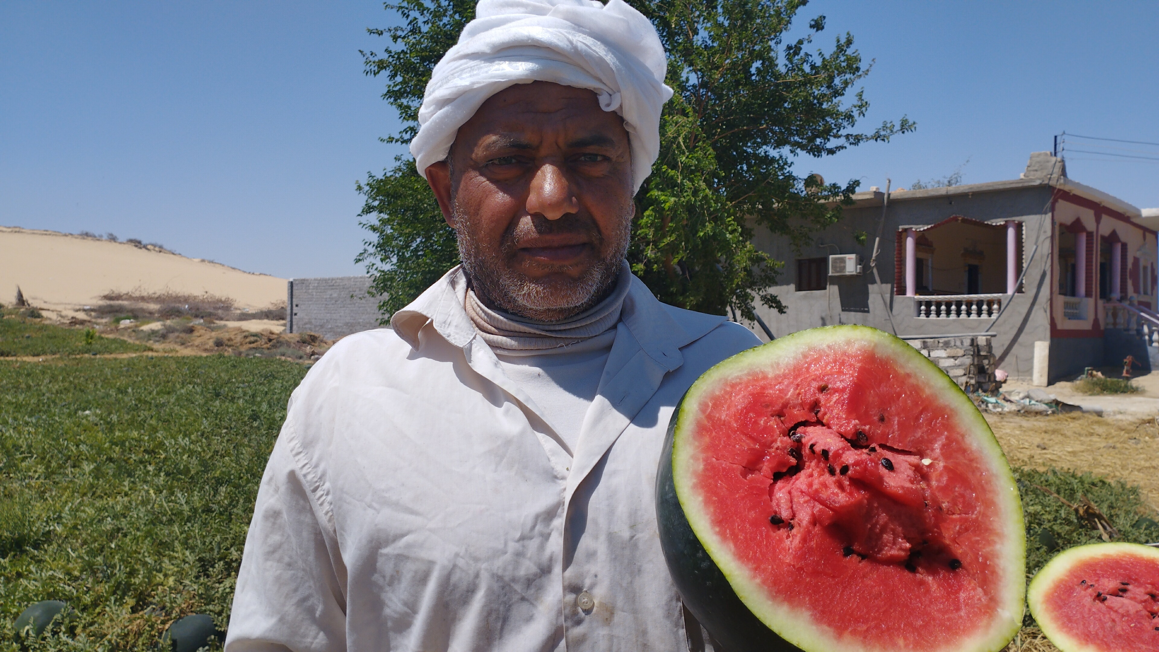  مزارع البطيخ بمحافظة المنيا (2)
