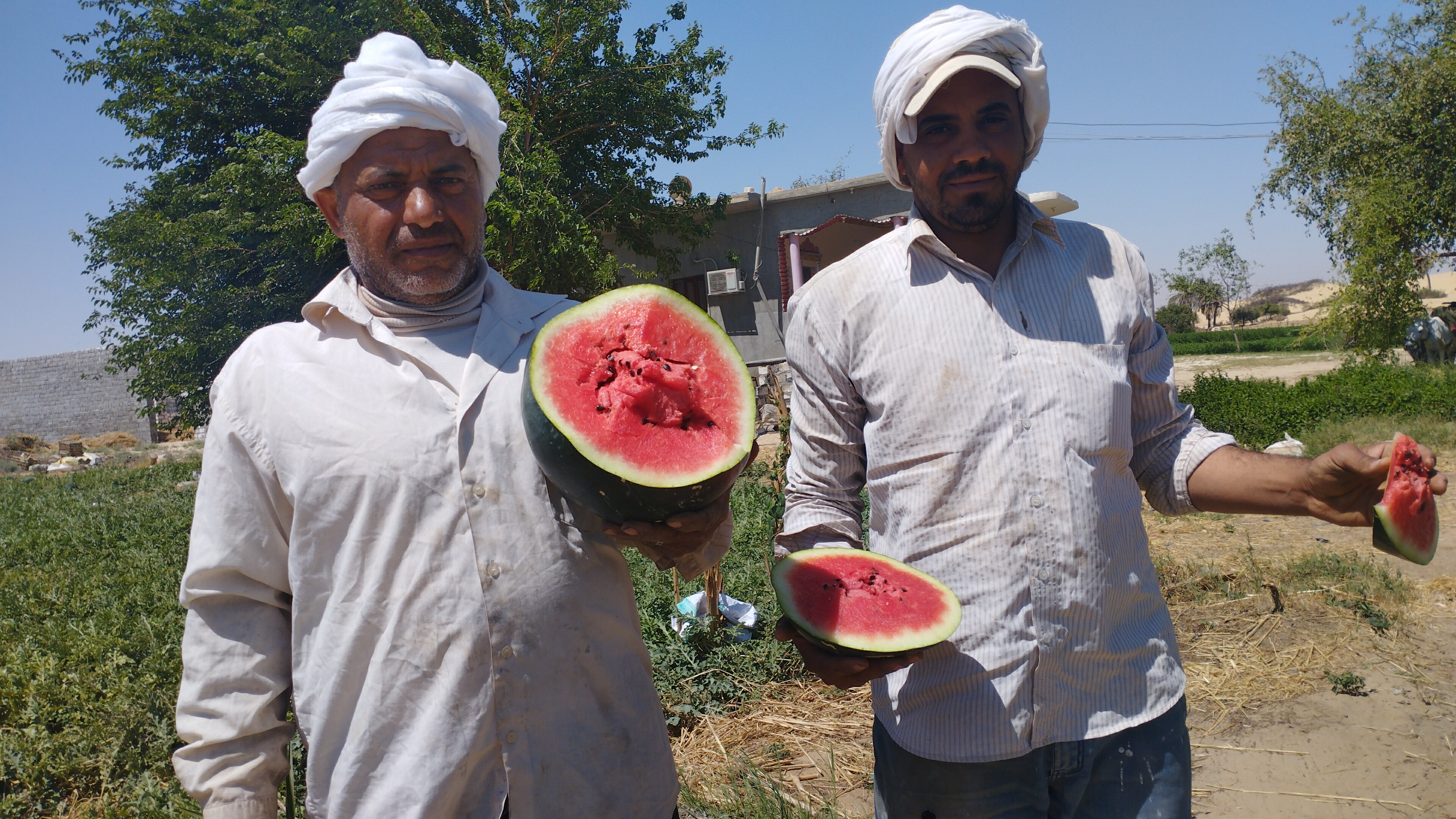  مزارع البطيخ بمحافظة المنيا (1)