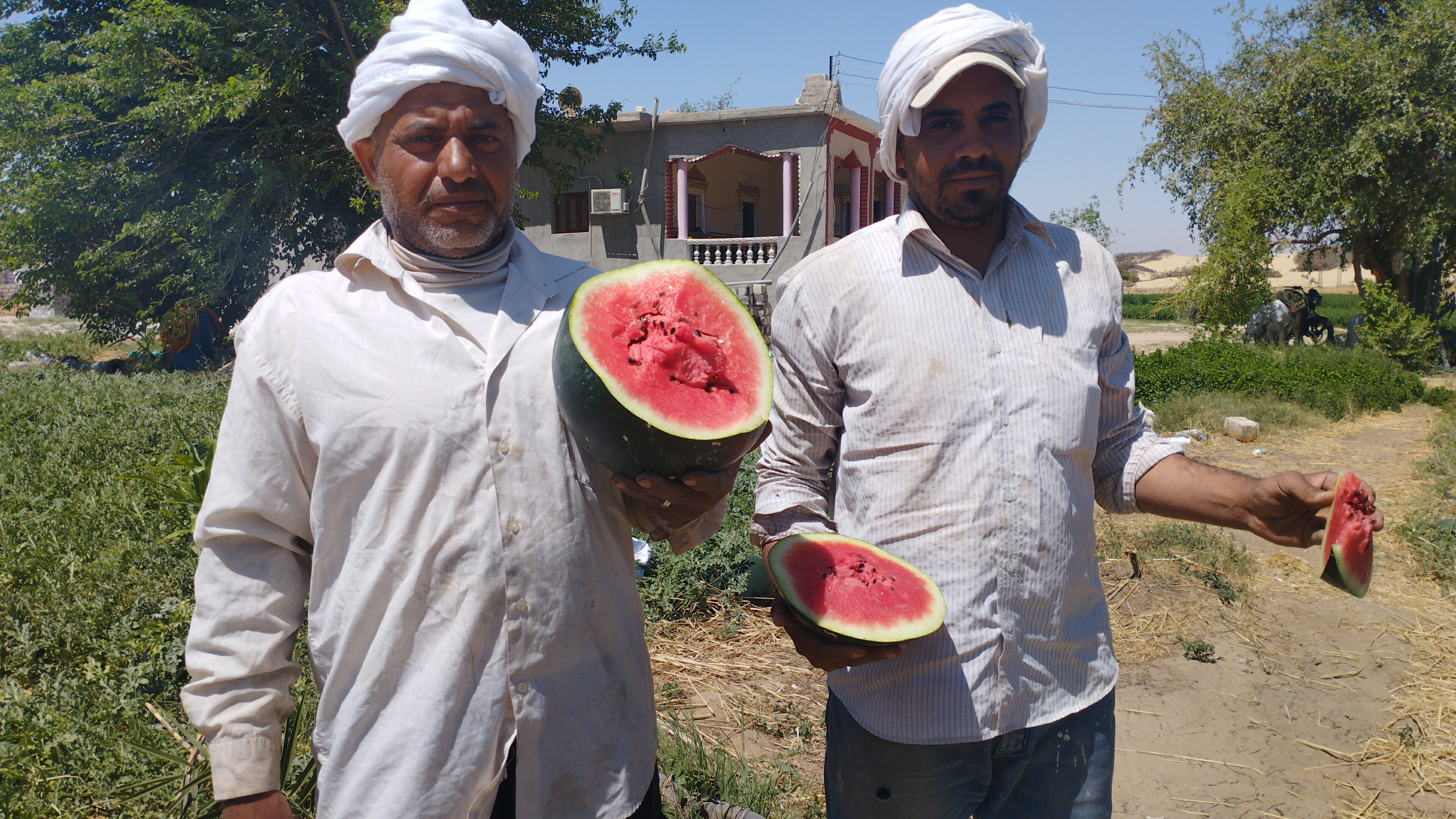  مزارع البطيخ بمحافظة المنيا (8)