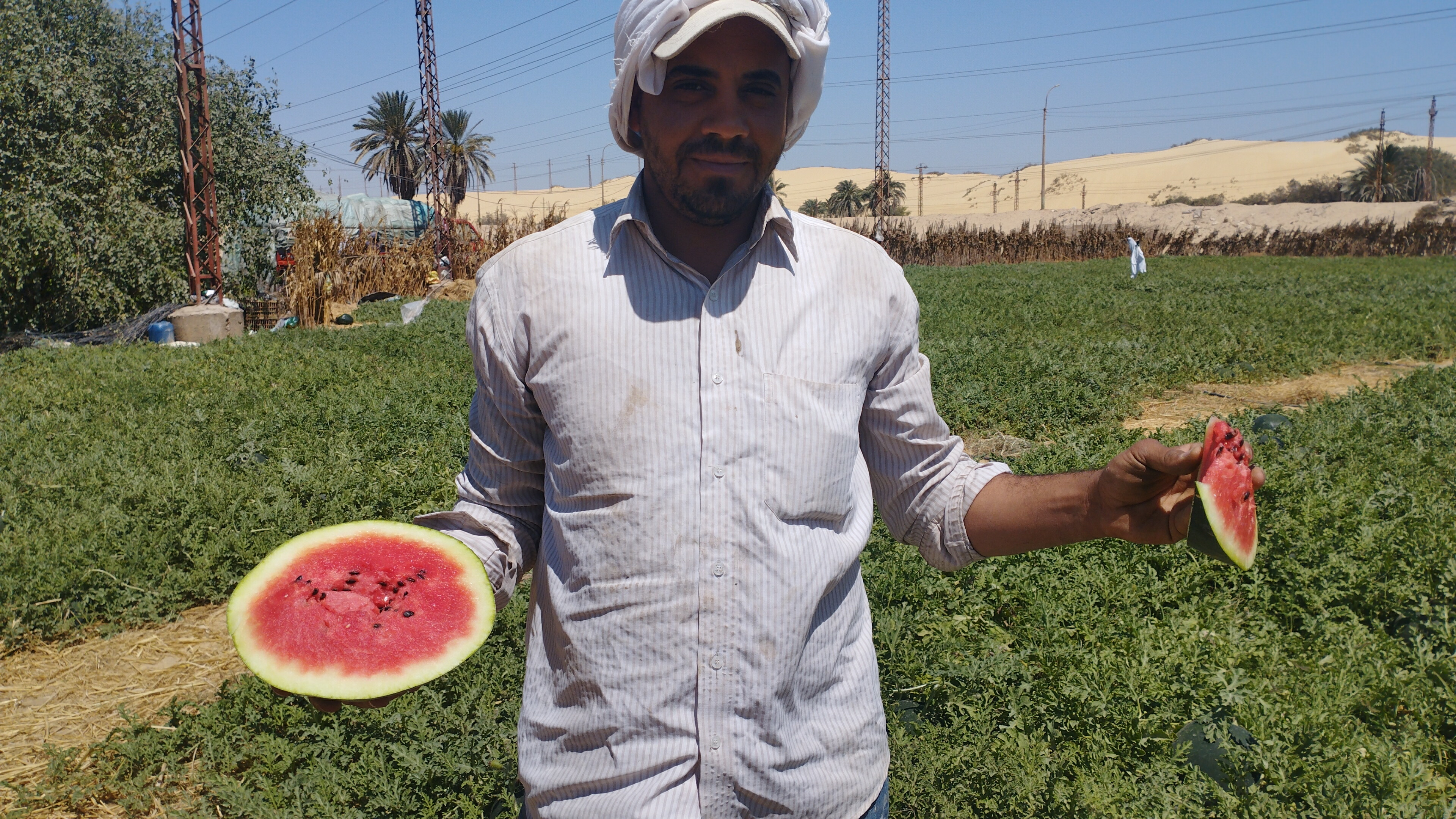  مزارع البطيخ بمحافظة المنيا (3)