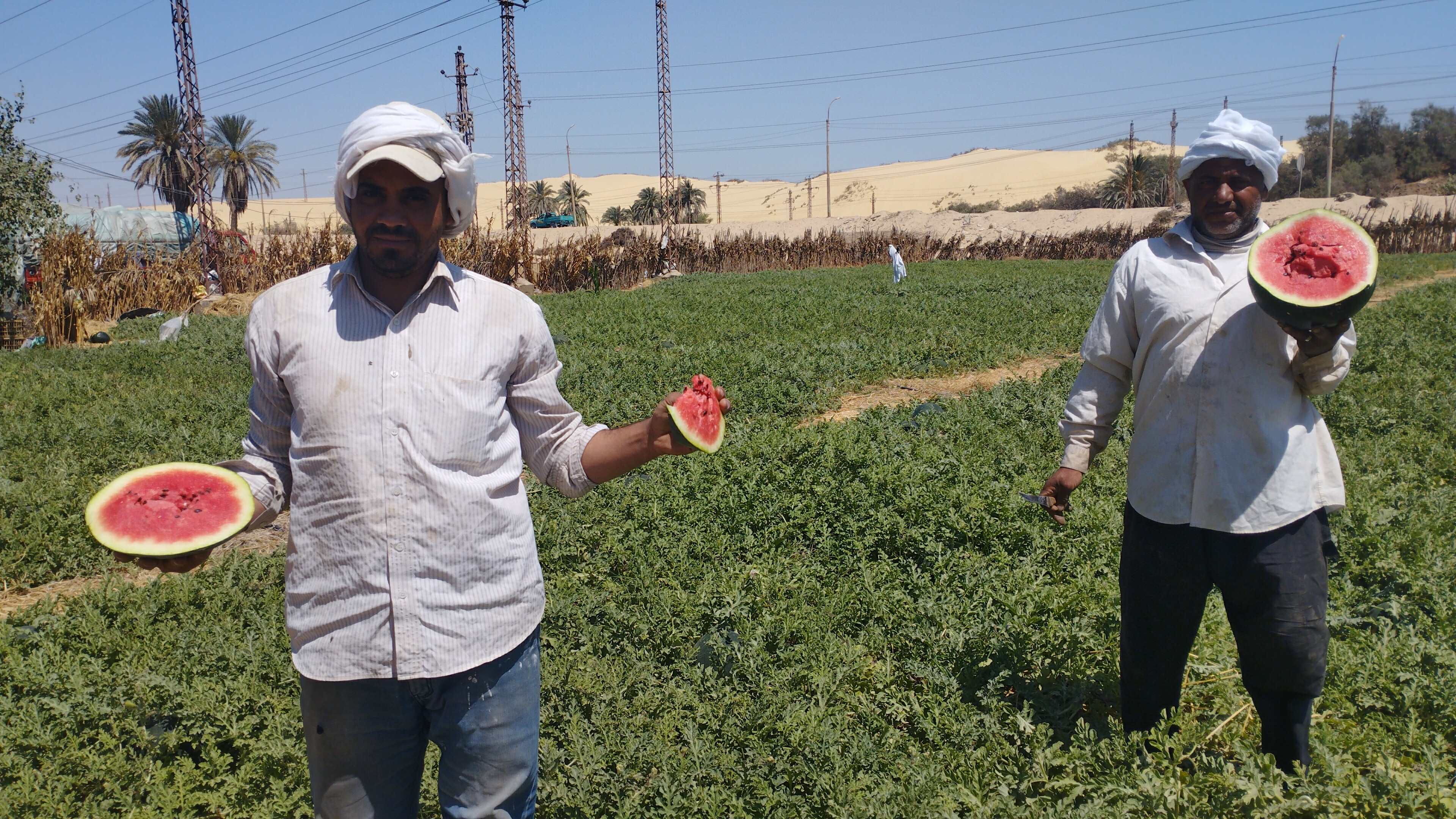  مزارع البطيخ بمحافظة المنيا (5)