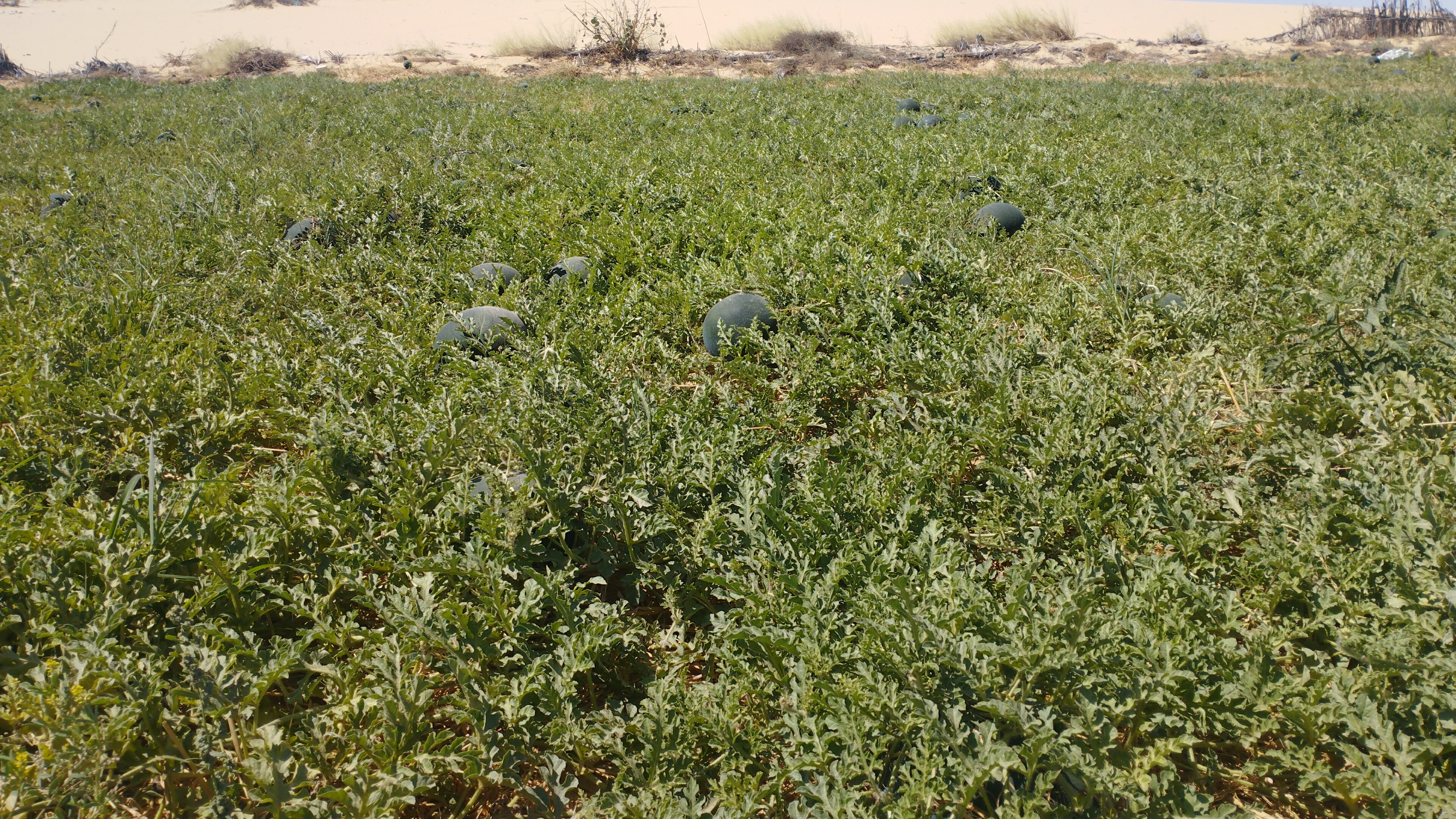  مزارع البطيخ بمحافظة المنيا (7)