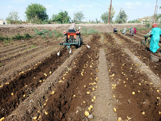 حصاد محصول البطاطس فى المنوفية (4)