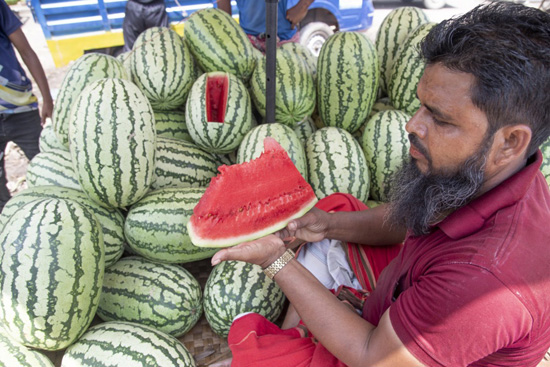 البطيخ فى بنجلاديش (10)