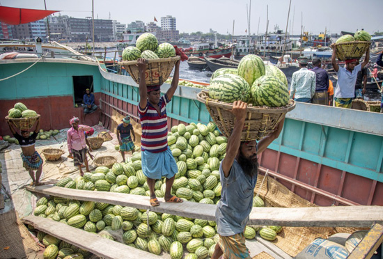 البطيخ فى بنجلاديش (5)