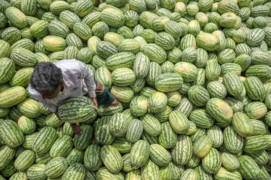 البطيخ فى بنجلاديش (4)