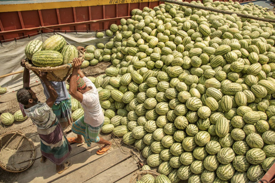 البطيخ فى بنجلاديش (7)