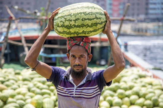 البطيخ فى بنجلاديش (1)