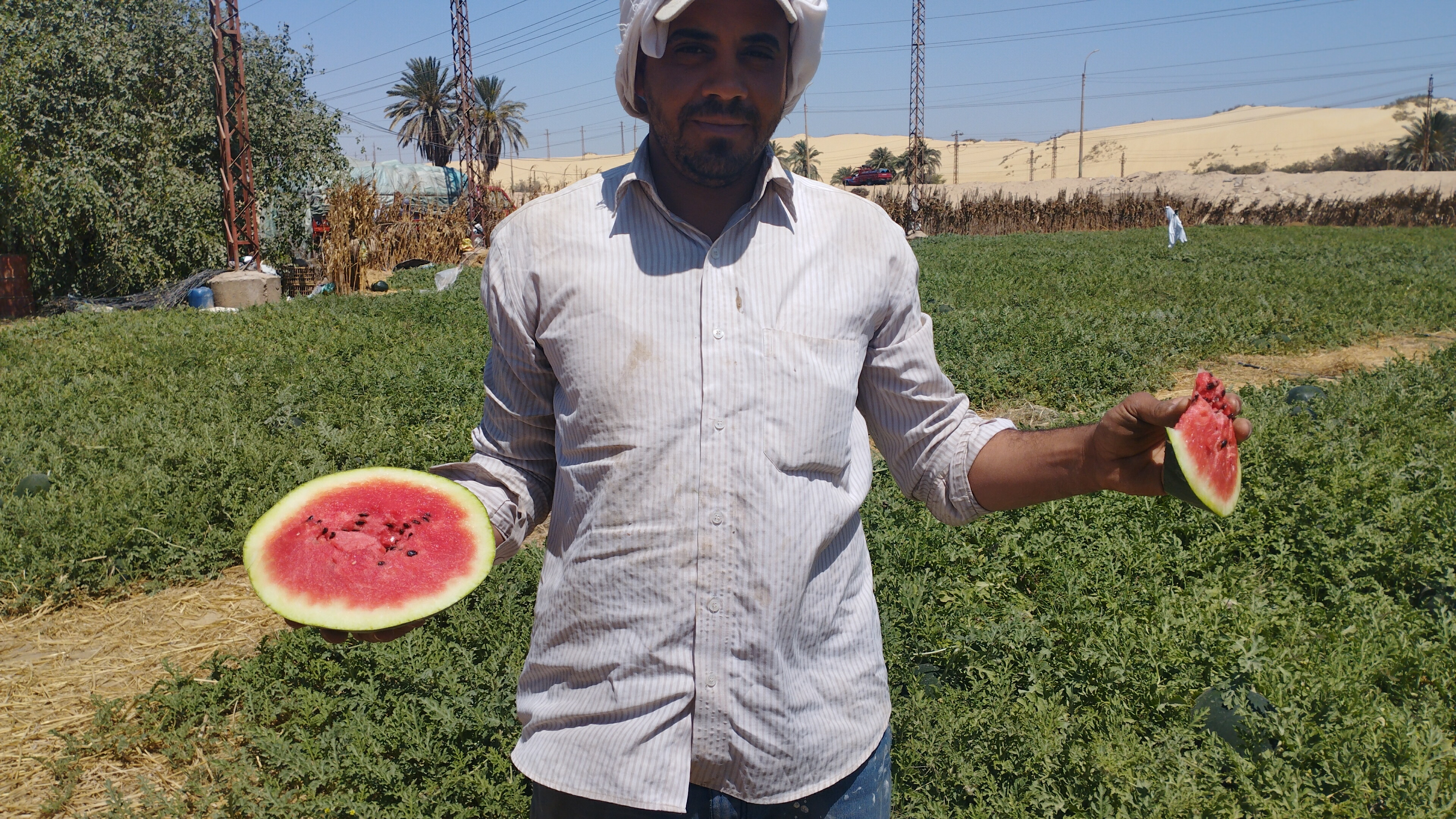 زراعة البطيخ (1)