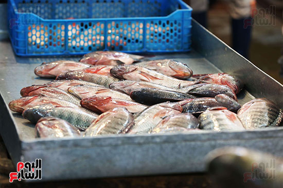 سوق السمك (15)