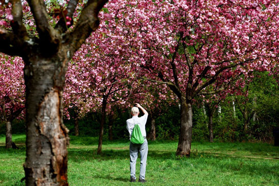 التقاط الصور وسط حدائق برلين التى تتزين بأشجار الكرز