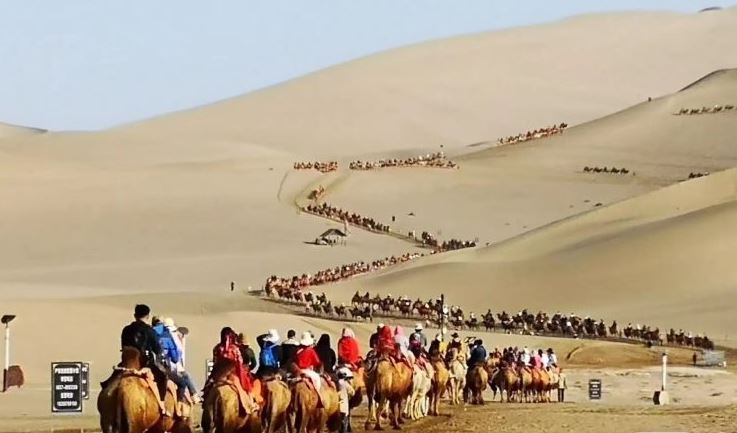 سياحة بالجمال فى صحراء الصين