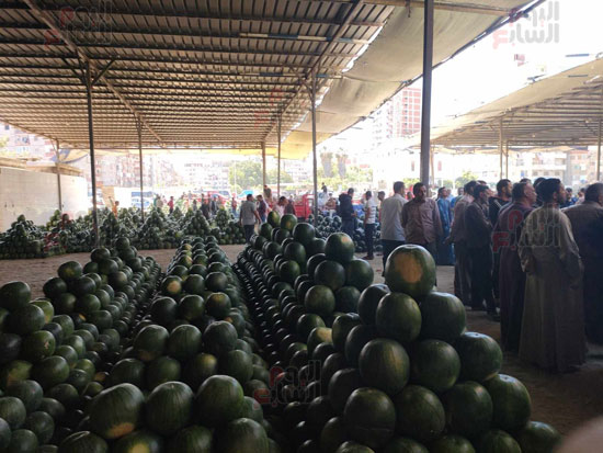 اكبر-تجمع-لبيع-البطيخ-في-الإسكندرية