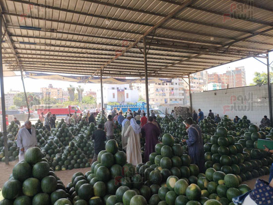 اكبر-مزاد-لبيع-البطيخ-في.--الإسكندرية