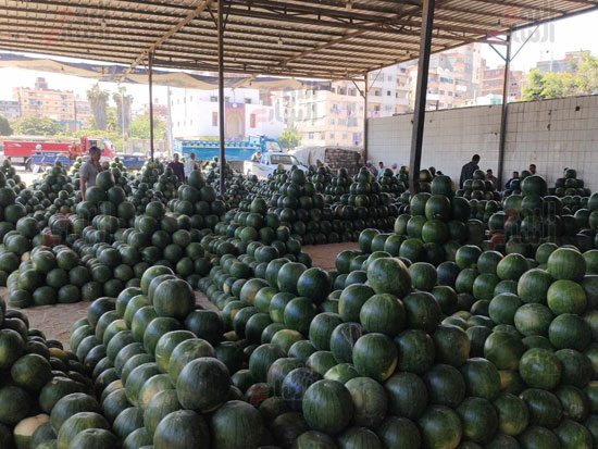 اكبر-مزاد-لبيع-البطيخ-في-الإسكندرية_1