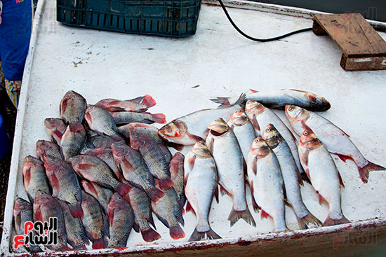 صيد السمك (20)
