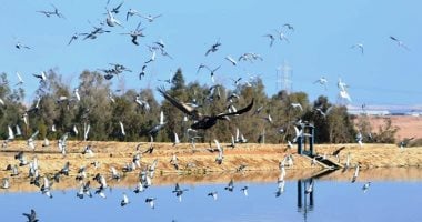 شاهد سماء مصر من القاهرة لأسوان تحتضن أسراب الطيور المهاجرة خلال مايو ...