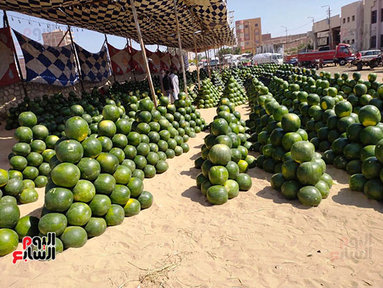 أهرامات-البطيخ-تزين-سوق-بنها-العمومي-(10)