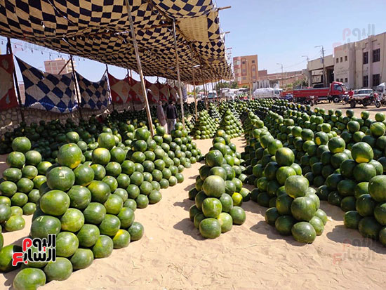 أهرامات-البطيخ-تزين-سوق-بنها-العمومي-(12)