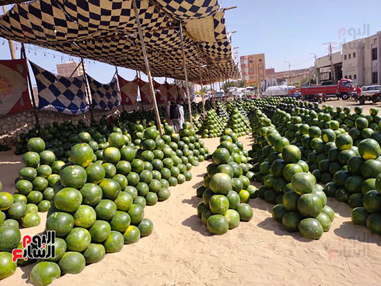 أهرامات-البطيخ-تزين-سوق-بنها-العمومي-(9)