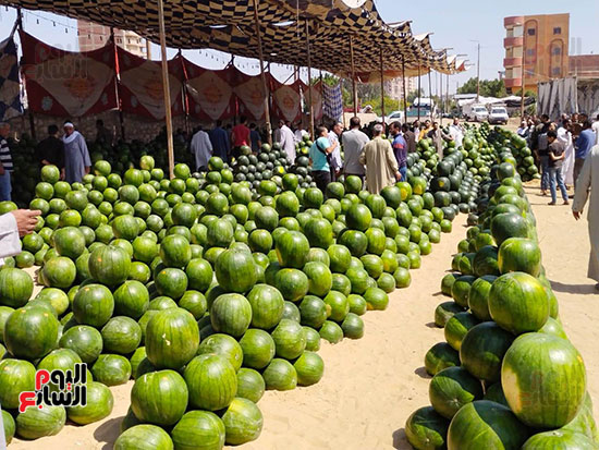 أهرامات-البطيخ-تزين-سوق-بنها-العمومي-(6)