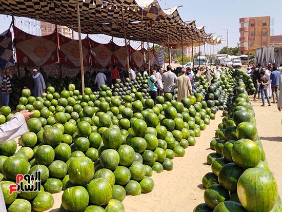 أهرامات-البطيخ-تزين-سوق-بنها-العمومي-(4)