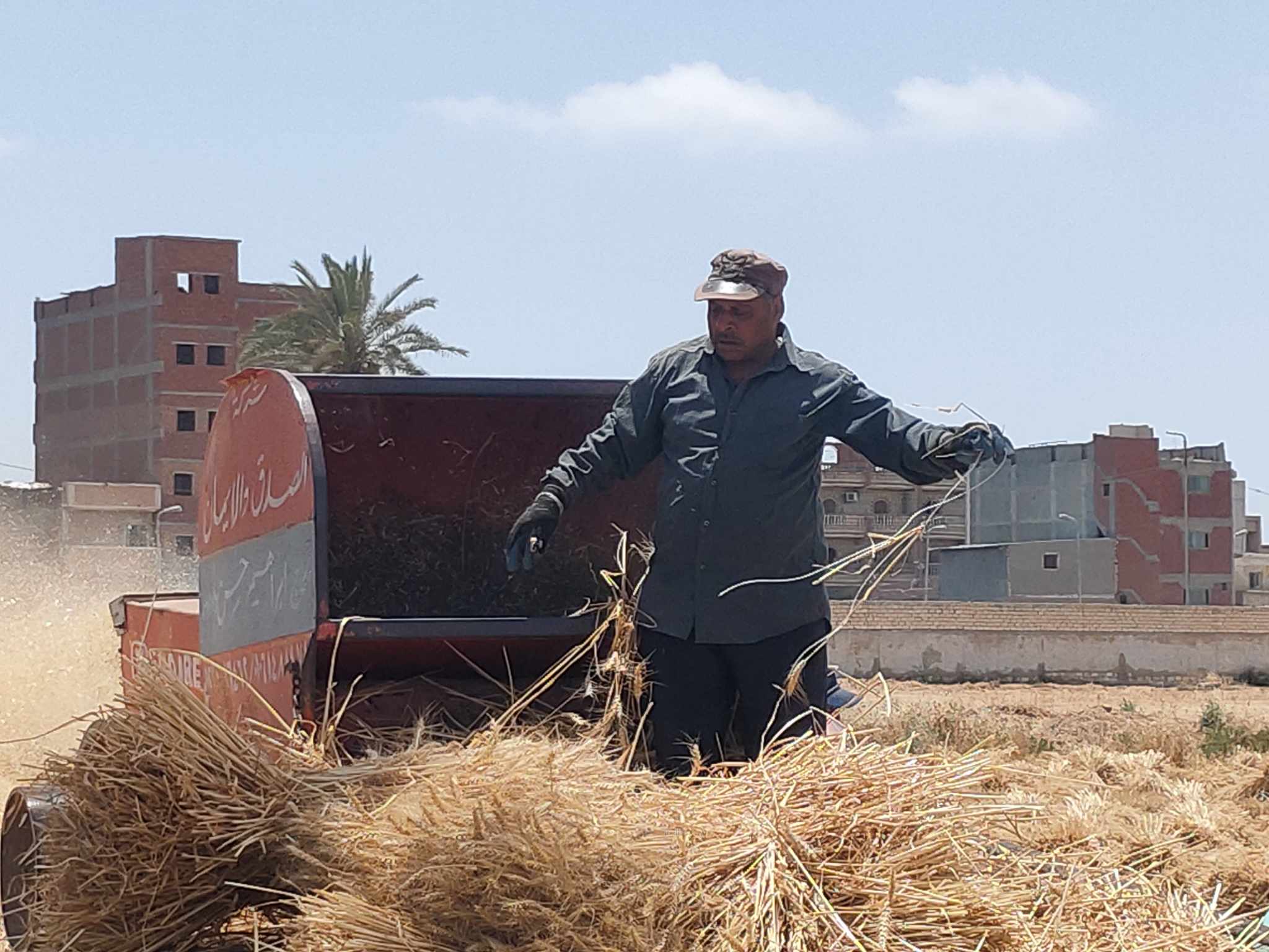 حصاد محصول القمح في الإسكندرية