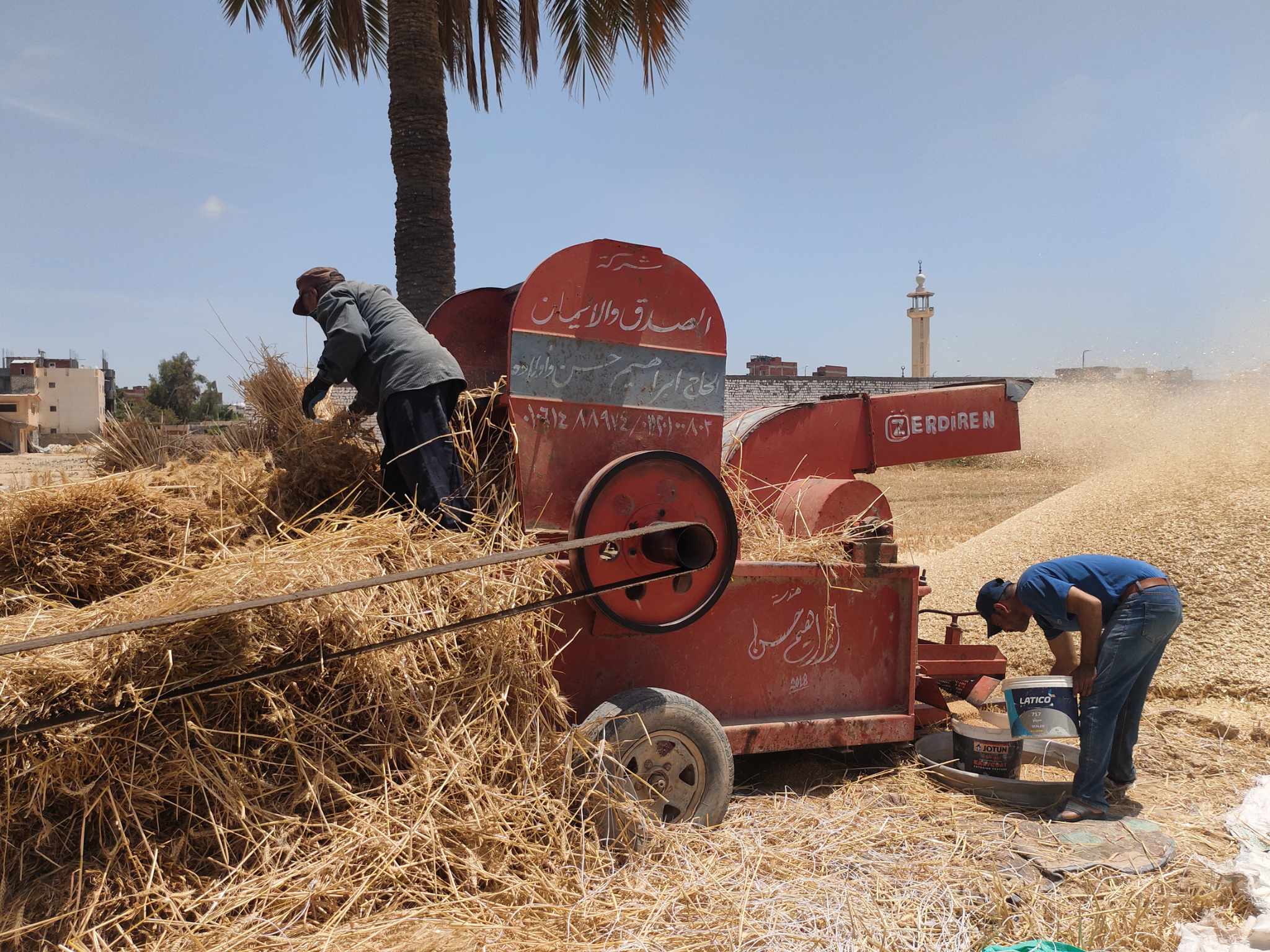 حصاد القمح في العامرية بالإسكندرية