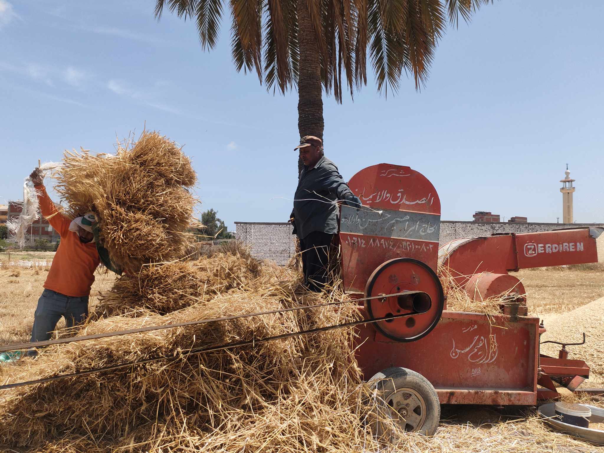 حصاد موسم القمح في العامرية.  بالإسكندرية